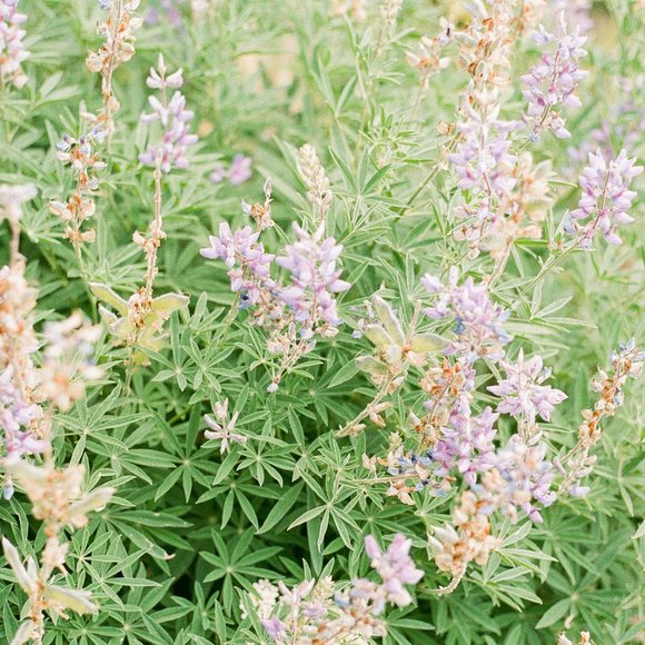 Meet your Posher, Sophia - Picture 1 of 1